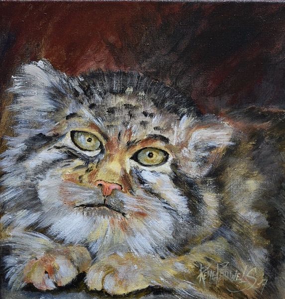 Wild cat by René Pauwels