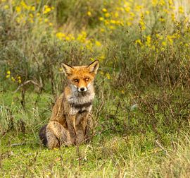 Vos (vulpes) van Wouter Van der Zwan