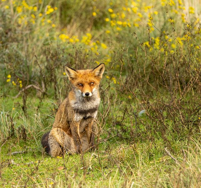 Fuchs (Vulpes) von Wouter Van der Zwan