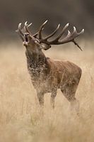 Red deer oestrus