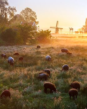Sonnenaufgang über der Zaanse Schans