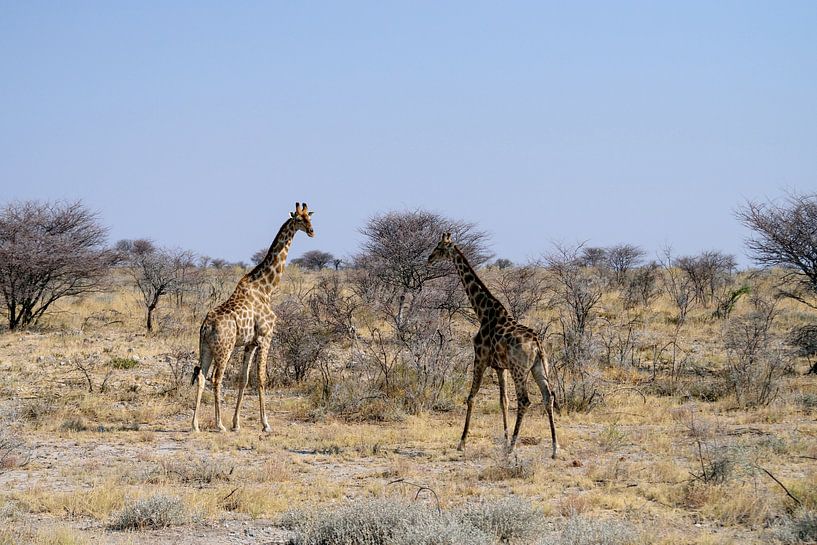 Giraffen van Merijn Loch
