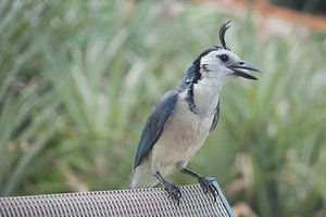 Elsterhäher - Costa Rica