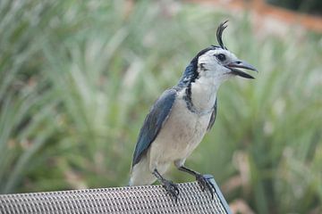 Pied Jay - Costa Rica by t.ART