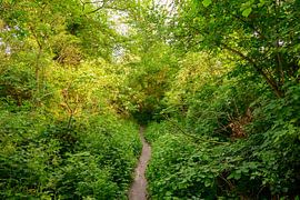 Collines du Limbourg du Sud vue du soir au printemps sur Sjoerd van der Wal Photographie
