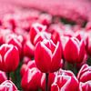 Une mer de rouge sur le champ de tulipes sur Jeroen de Jongh
