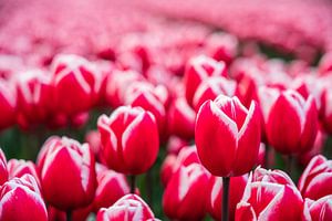Une mer de rouge sur le champ de tulipes