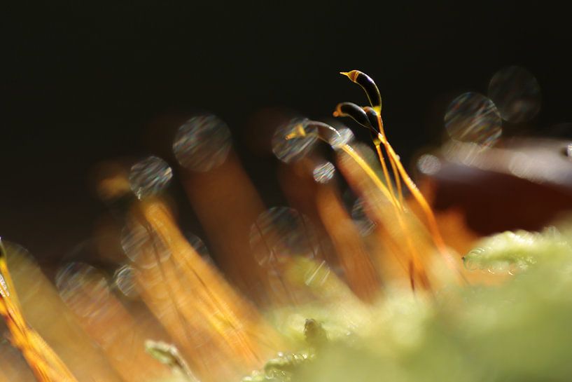Mosses in the sun by Jan-Freerk Kloen