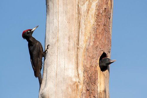Zwarte specht met jongen