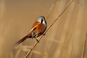 Baardmannetje van Menno Schaefer