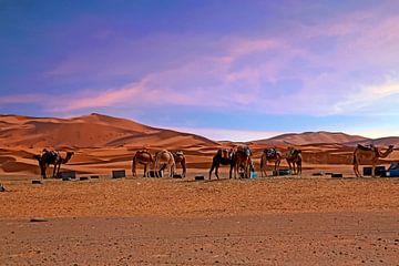 Kamelen in de Sahara woestijn van Marokko in Afrika van Eye on You