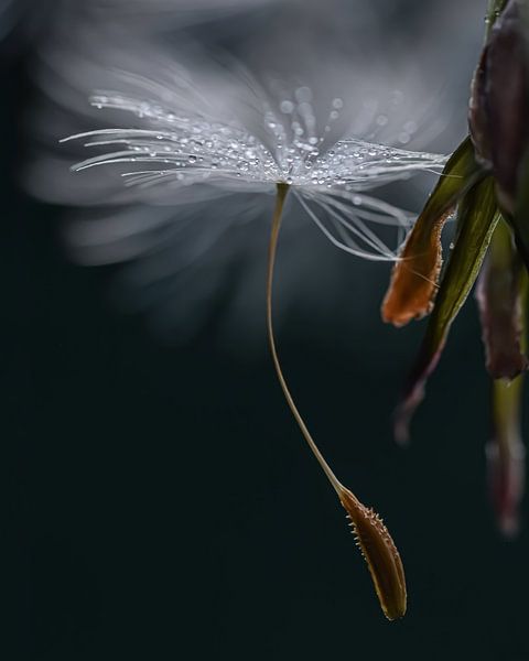 Fluffy Dandelion by Esther van Dijk