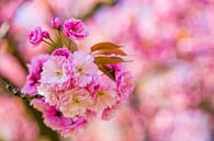 rosa Blüten am Zweig im Blütenbaum von Margriet Hulsker Miniaturansicht