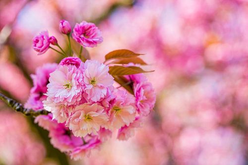 roze bloesem bloemen aan tak in bloesemboom
