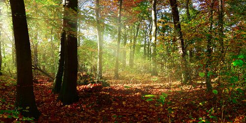 Autumn forest with sunrays