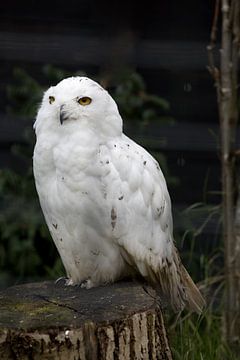 A snowy owl or Bubo scandiacus is known for its white feathers and yellow eyes by W J Kok