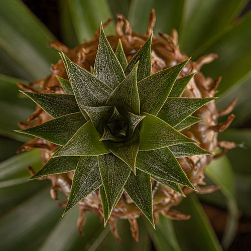Vierkantje ananas (van bovenaf)