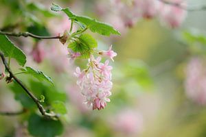 rosa Romanze