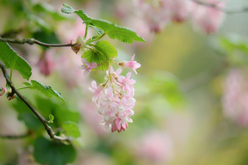 roze romantiek van Tania Perneel