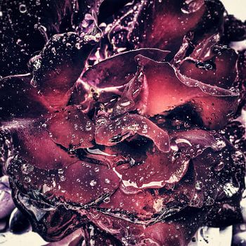 Michael Detter - Roses1