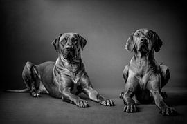 Rhodesian Ridgeback by Bob Van Hoyweghen