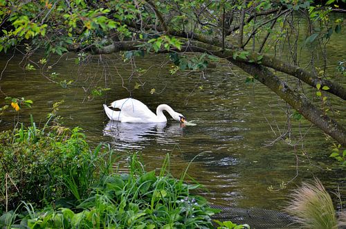 Witte zwaan in hartje Londen