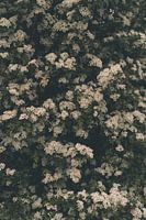 Frühling