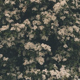 Lente van Imagination by Mieke