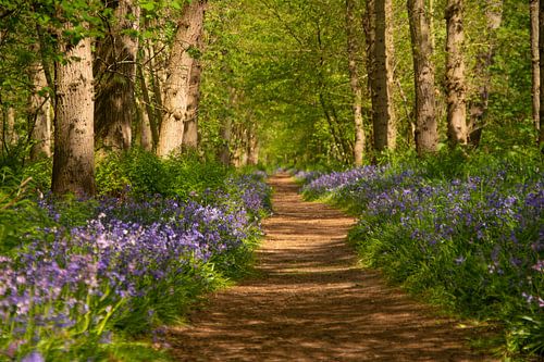 Wandelpad tussen de wilde hyacinten in het Wildrijk in Sint Maartenszee Noord-Holland