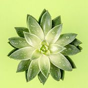 Alexander Baumann profielfoto