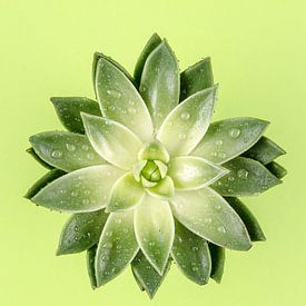 Alexander Baumann Profilfoto