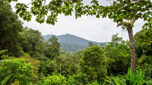 Views over green jungle hills
