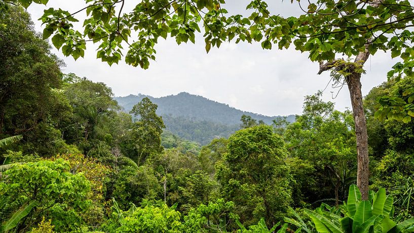 Vue sur les collines verdoyantes de la jungle par Paysages urbains - Rick Van der Poorten Photography