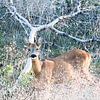 Roe deer goat in the dry grass - Capreolus capreolus by whmpictures .com