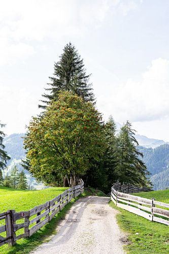 Walkway to the trees