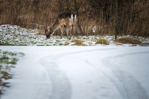 Damhertje sneeuw