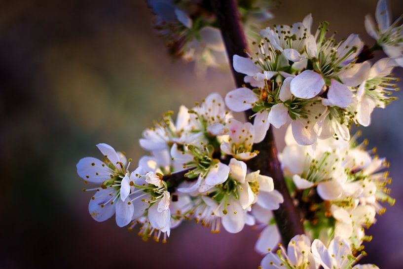 Bouquet de fleurs par Joran Quinten