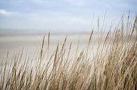 Dünen und Strand auf Schiermonnikoog | Fine Art Naturfoto von Karijn | Fine art Natuur en Reis Fotografie Miniaturansicht