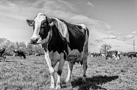 Cows out to pasture for the first time by Elbertsen Fotografie
