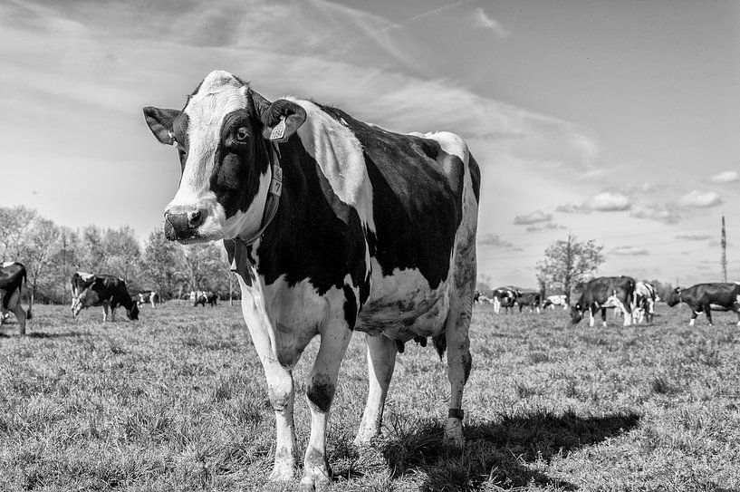 Kühe zum ersten Mal auf der Weide von Elbertsen Fotografie