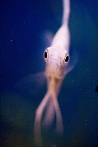Moonfish by Joanna van Schoor