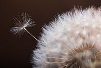 Een pluisje verlaat de paardenbloem (dandelion)