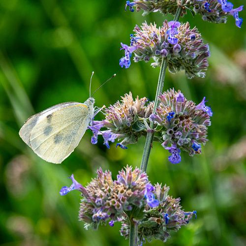 Zomerstilte in Kattenkruid