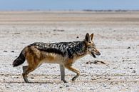 Jakhals op het strand - Namibië van Martijn Smeets thumbnail