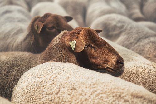 moutons