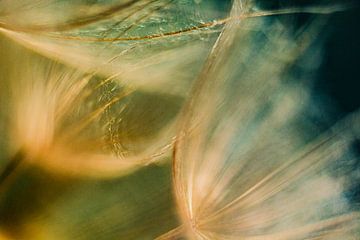 Golden Fluff Sunset | Nature Photography