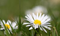 Daisy flower in the gras