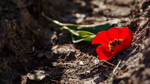 De gevallen rode tulp op de grond