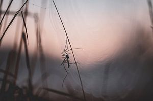 le moustique à longues pattes dans la toile