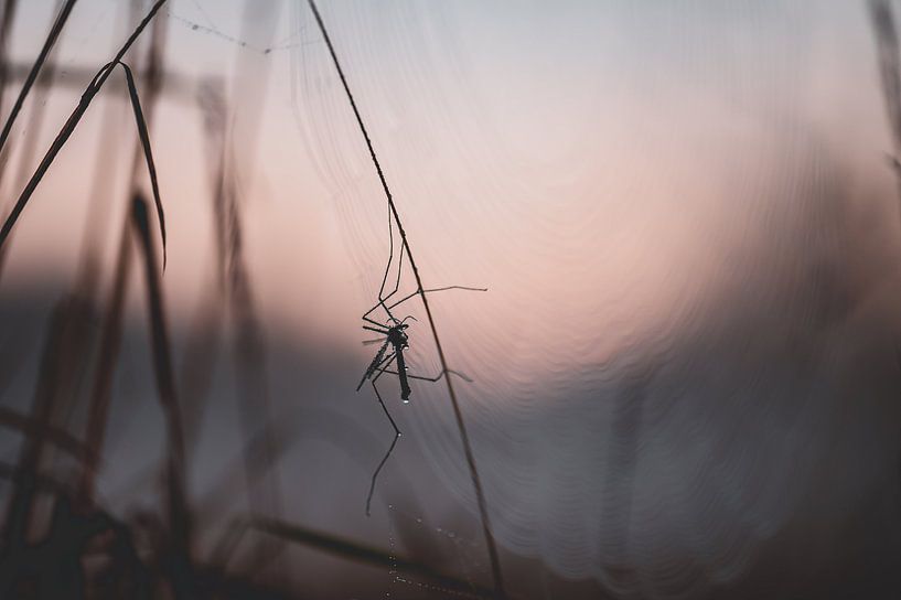langbeinige Mücke im Web von Tania Perneel